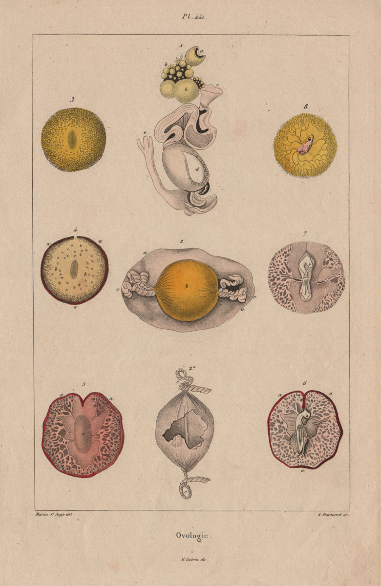 REPRODUCTIVE SYSTEM. Ovologie Ovology II. Eggs. 1833 old antique print picture